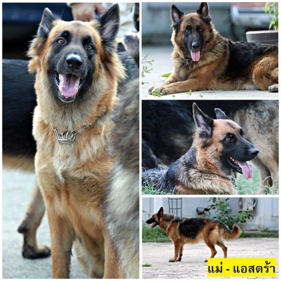 ลูกหมา ลูกสุนัข เยอรมันเชพเพิร์ด พันธุ์แท้จากฟาร์ม k9 ส่งได้ทั่วประเทศ มีทั้งตัวผู้และตัวเมีย หมาพันธุ์ใหญ่ รูปที่ 7