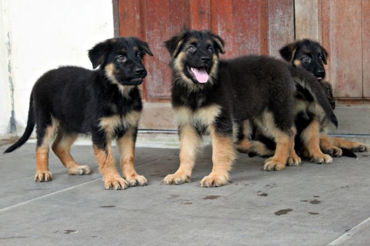 ลูกหมา ลูกสุนัข เยอรมันเชพเพิร์ด พันธุ์แท้จากฟาร์ม k9 ส่งได้ทั่วประเทศ มีทั้งตัวผู้และตัวเมีย หมาพันธุ์ใหญ่ รูปที่ 10