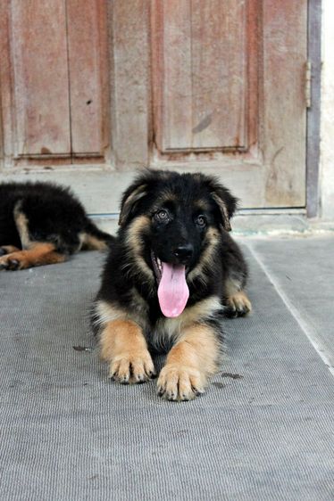 ลูกหมา ลูกสุนัข เยอรมันเชพเพิร์ด พันธุ์แท้จากฟาร์ม k9 ส่งได้ทั่วประเทศ มีทั้งตัวผู้และตัวเมีย หมาพันธุ์ใหญ่ รูปที่ 5