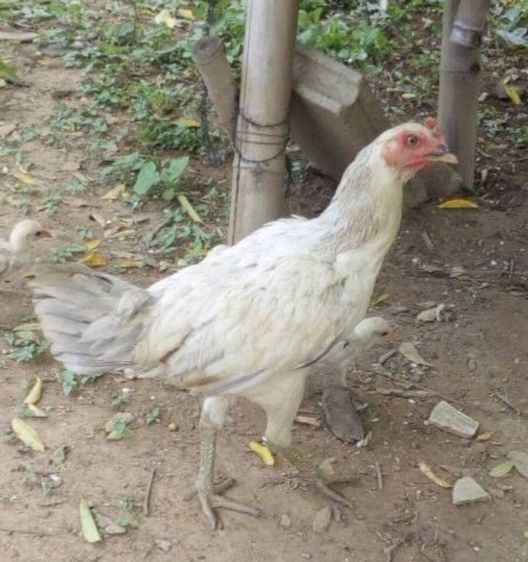 ไก่สาว พม่าร้อย รอยใหญ่ เหล่าดีมีตระกูล เอาไปทำสายได้ แข้งหน้าจัดๆ รอยสวยๆพร้อมไข่ สนใจเอาไปต่อยอดได้