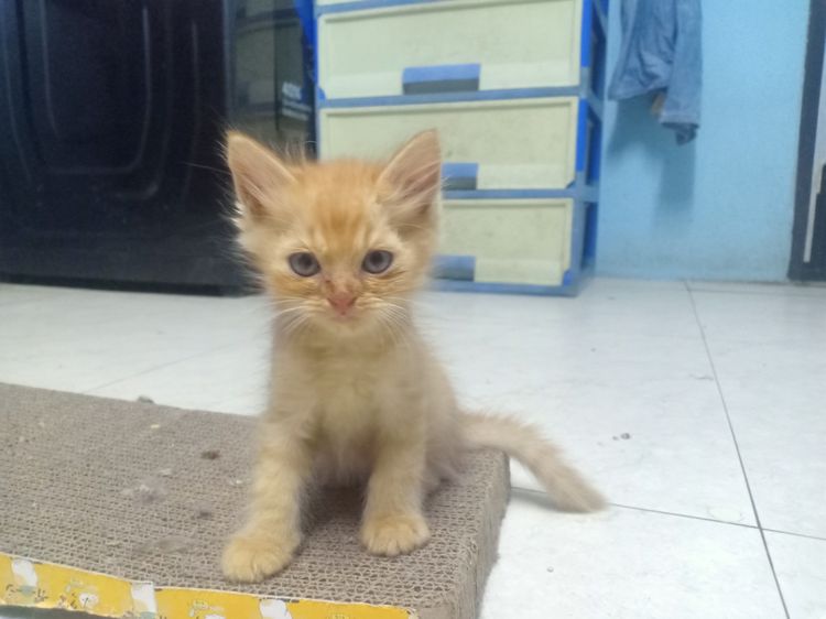 ลูกแมวเปอร์เซีย