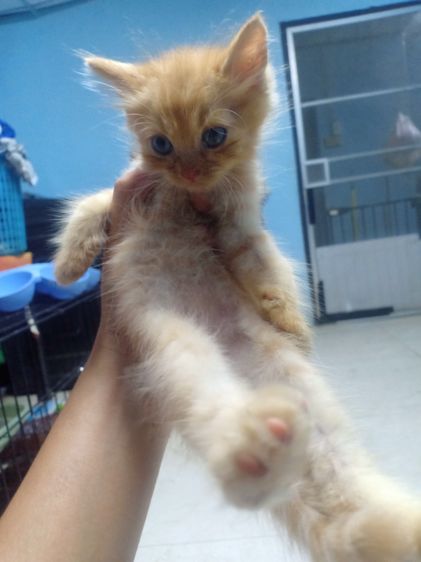 ลูกแมวเปอร์เซีย