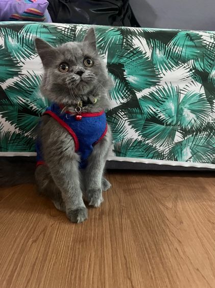 สก็อตติช โฟลด์ (Scottish Fold) (ลดประชากร)ดช Scottish longhair สีบลู5เดือน
