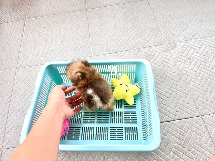 ปอมแท้ ราคาถูก รูปที่ 3