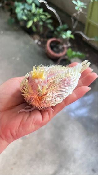 คอกคาเทล รูปที่ 2