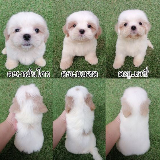 ชิสุห์เเท้ 6900 ลดเหลือ 4500 สีหายาก วัคซีนถ่ายพยาธิ เทสลำไส้ก่อนส่ง
