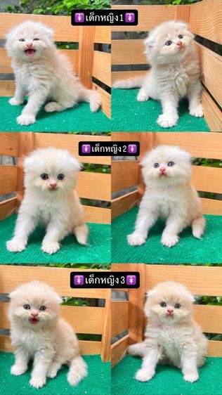 แมวสก็อตติช