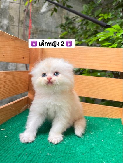 แมวสก็อตติช หูพับ