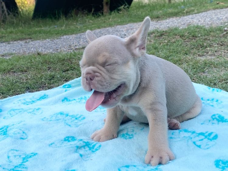 เฟรนช์ บูลด็อก (French Bulldog) เล็ก ลูกสุนัข