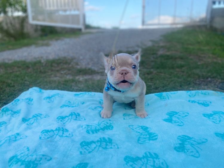 เฟรนช์ บูลด็อก (French Bulldog) เล็ก ลูกสุนัข