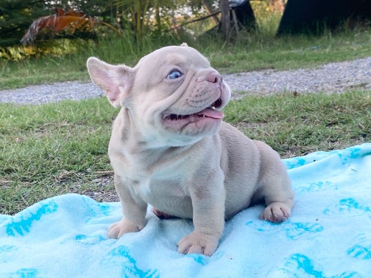 เฟรนช์ บูลด็อก (French Bulldog) เล็ก ลูกสุนัข
