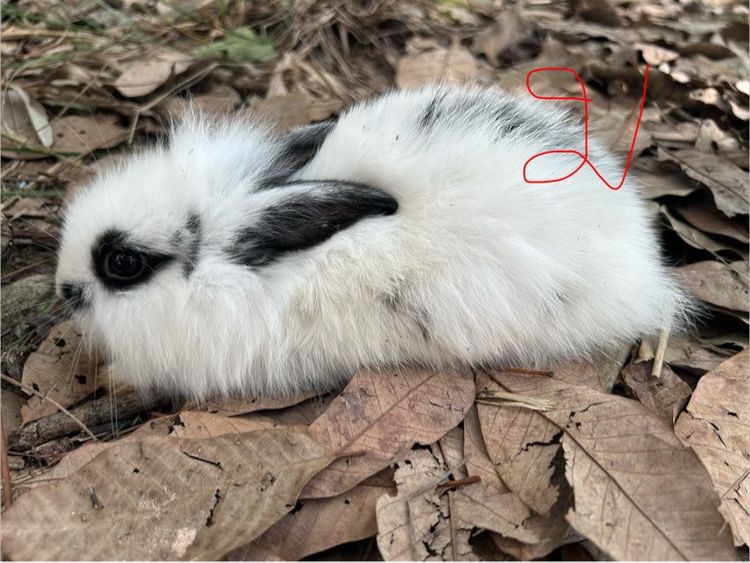 กระต่าย รูปที่ 8