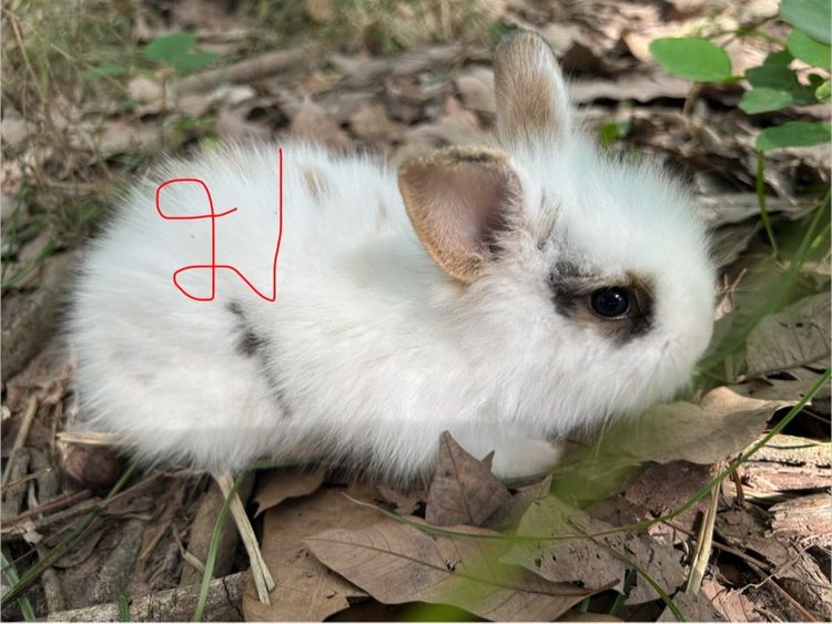 กระต่าย รูปที่ 18