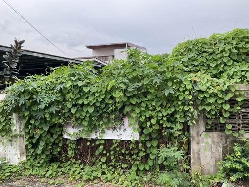 ที่ดินเปล่า 