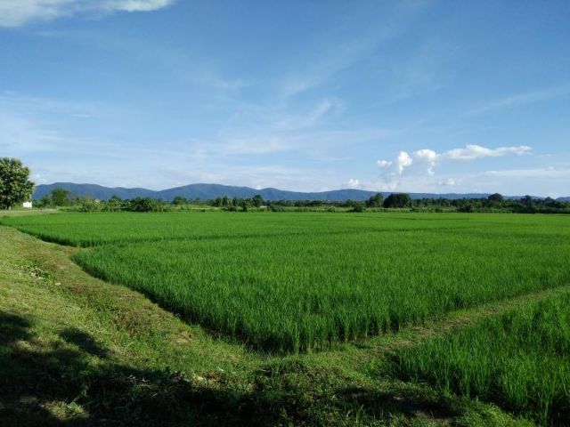 จ.เชียงราย ขายที่นา13ไร่ติดถนน