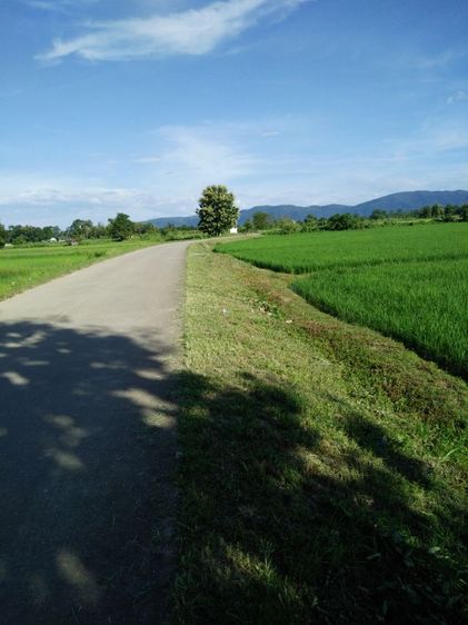 ใช่ จ.เชียงราย ขายที่นา13ไร่ติดถนน รูปที่ 4