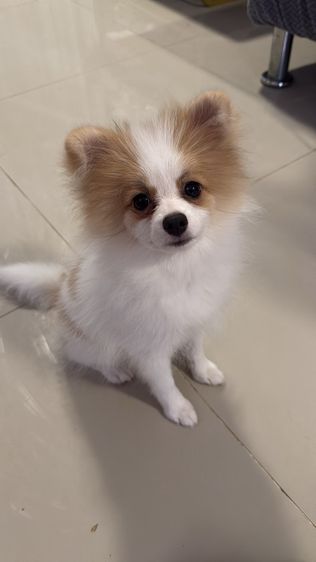 ปอมเมอเรเนียน