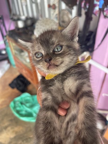 อเมริกัน ชอร์ตแฮร์ (American Shorthair) แมวอเมริกันช๊อตแฮร์