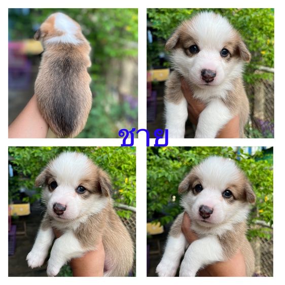 คอร์กี้ รูปที่ 4
