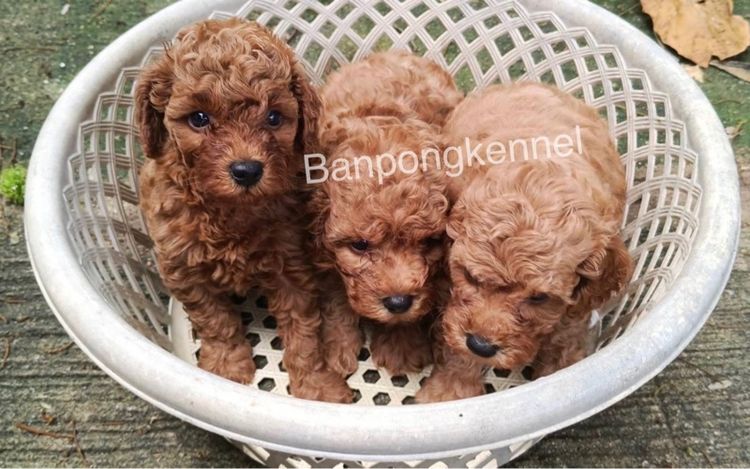 พุดเดิ้ลทอย 