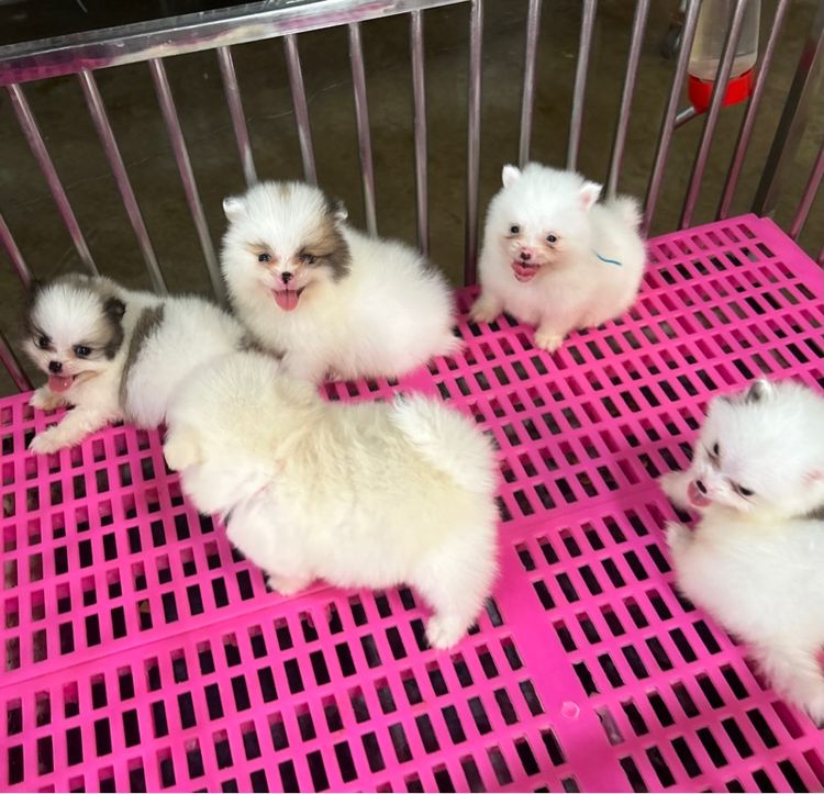 ลูกปอมเมอเรเนียนทีคัพ