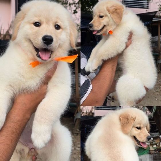 ซามอยด์ (Samoyed) ลูกสุนัขซามอยด์-โกลเด้น