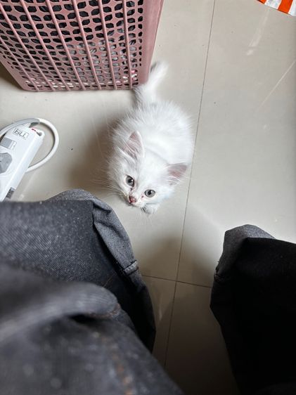 น้องแมวเปอร์เซีย
