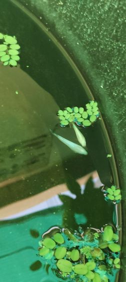 ปลากัด