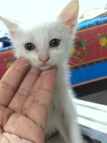 เมนคูน (Maine Coon) สัตว์เลี้ยง ลูกแมว แมว