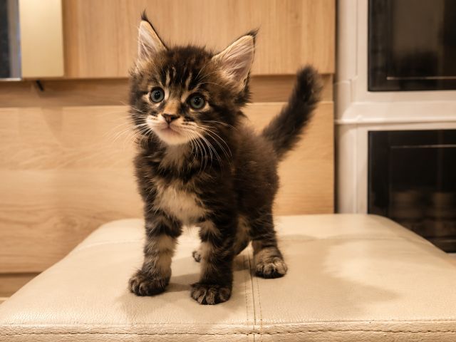 เมนคูน (Maine Coon) แมวยักษ์ใจดี
