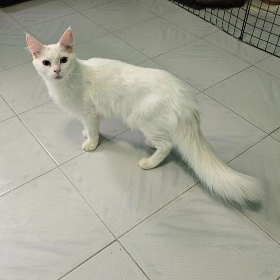 เมนคูน (Maine Coon) แมวเมนคูนแท้