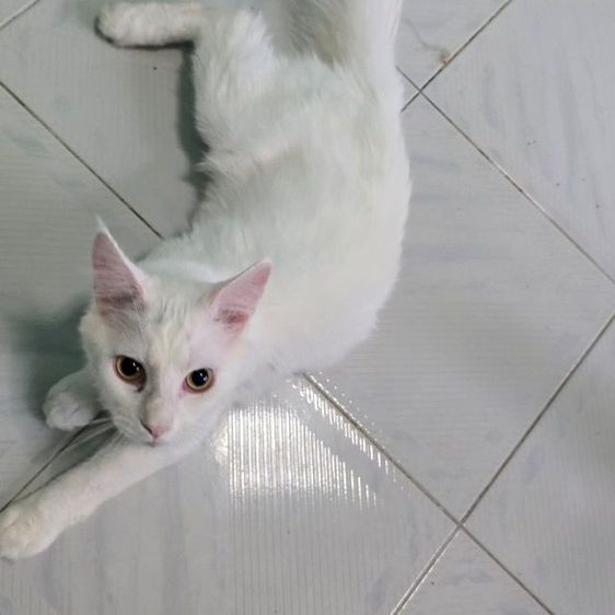 แมวเมนคูนแท้ รูปที่ 4