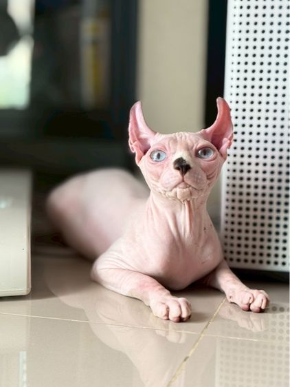 สฟิงซ์ (Sphynx) แมว สฟิงซ์