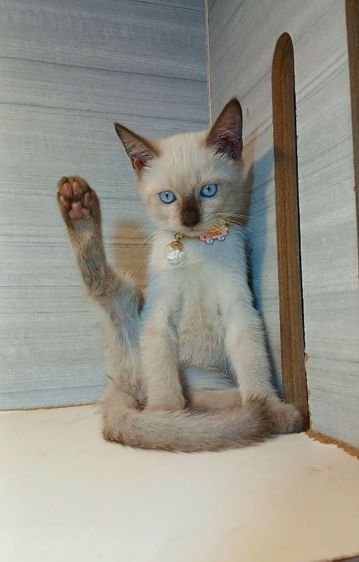 วิเชียรมาศ (Siamese Cat) แมววิเชียรมาศ  เพศผู้ คะวัคซีนแล้ว1เข็มก่อนย้ายตรวจหัดแมวฟรีรับประกันเอดส์แมวกับรูคีเมียคะ