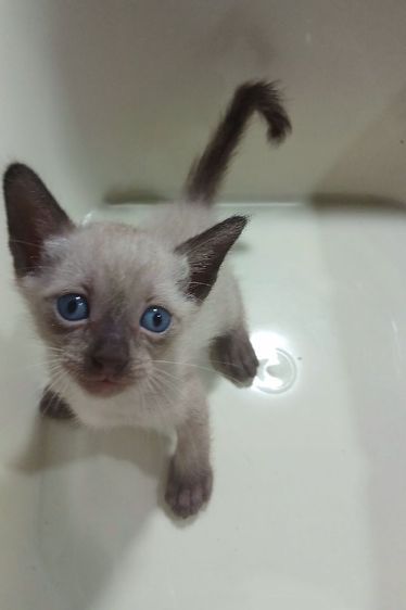 วิเชียรมาศ (Siamese Cat) แมววิเชียรมาศ ปลายหางสะดุด แมวเห็ด แมวหน้าไหม้ เพศผู้ วัคซีนแล้ว1เข็มก่อนย้ายตรวจหัดแมวฟรีรับประกันเอดส์แมวกับรูคีเมียคะ