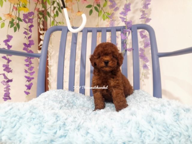พุดเดิ้ลทอย  Toy poodle female รูปที่ 6