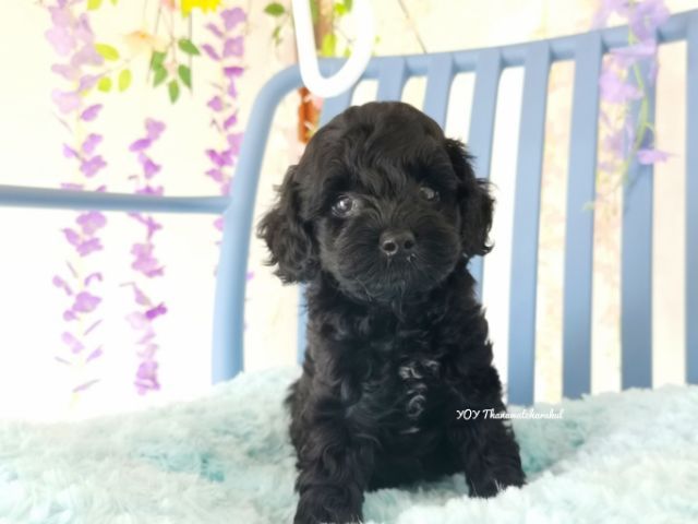 พุดเดิ้ลทอย  Toy poodle female รูปที่ 2