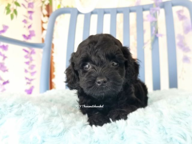 พุดเดิ้ลทอย  Toy poodle female รูปที่ 3