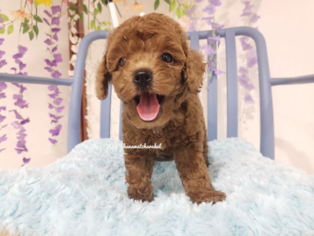 พุดเดิ้ลทอย  Toy poodle female รูปที่ 9