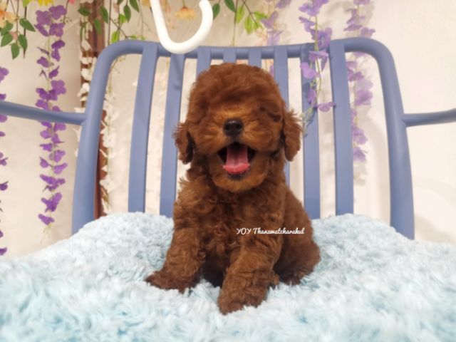 พุดเดิ้ลทอย  Toy poodle female รูปที่ 11