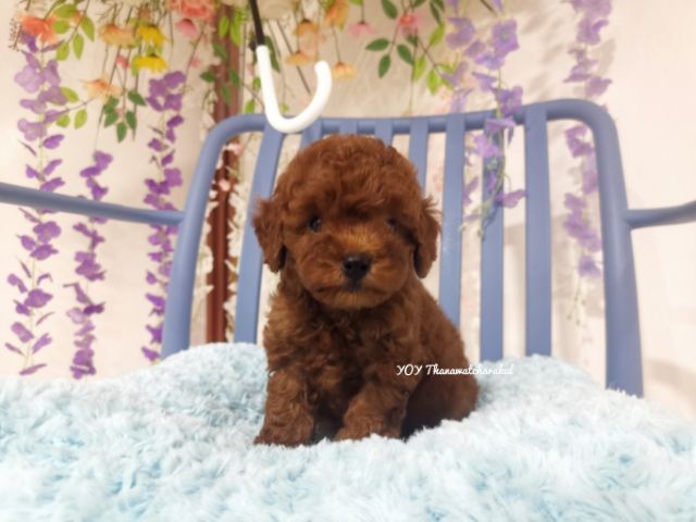 พุดเดิ้ลทอย  Toy poodle female รูปที่ 10