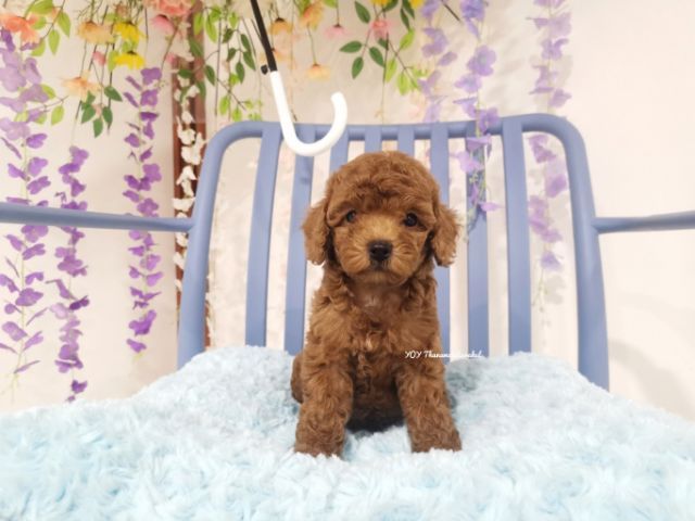พุดเดิ้ลทอย  Toy poodle female รูปที่ 4