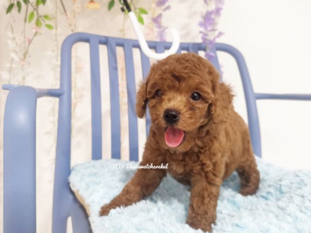 พุดเดิ้ลทอย  Toy poodle female รูปที่ 5