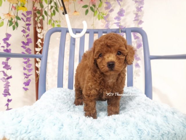 พุดเดิ้ลทอย  Toy poodle female รูปที่ 7