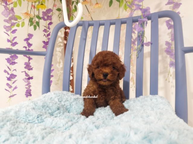 พุดเดิ้ลทอย  Toy poodle female รูปที่ 8