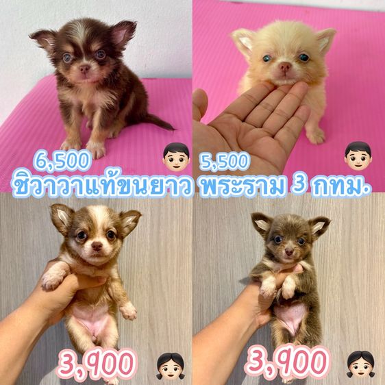 ชิวาวา (Chihuahua) เล็ก ชิวาวาแท้ขนยาว มีทั้ง ผู้ เมีย เกรดสวย