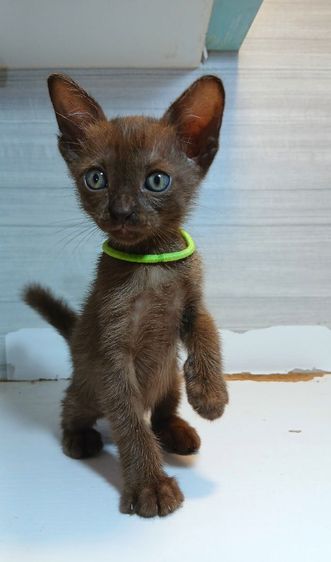 วิเชียรมาศ (Siamese Cat) แมวศุภลักษณ์ ปลายหางสะดุด เพศเมีย ก่อนย้ายตรวจหัดแมวฟรีรับประกันเอดส์แมวกับรูคีเมียคะ