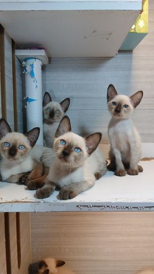 วิเชียรมาศ (Siamese Cat) แมววิเชียรมาศ เพศผุ้ เพศเมีย คะวัคซีนแล้ว1เข็มก่อนย้ายตรวจหัดแมวฟรีรับประกันเอดส์แมวกับรูคีเมียคะ
