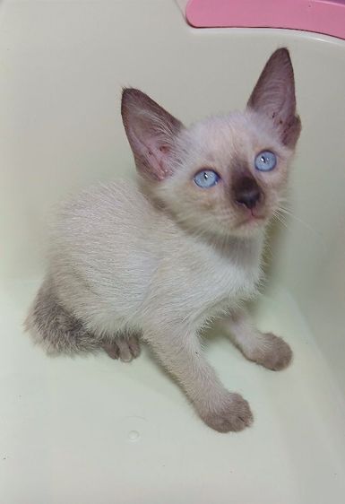 วิเชียรมาศ (Siamese Cat) แมววิเชียรมาศ เพศเมีย เกรดเลี้ยงเล่นมีตำหนิถามก่อนได้คะอายุ50วัน ทานอาหารเข้ากระบะทรายเป็นเคนวัคซีนแล้วสนใจถามก่อนได้คะ