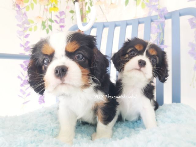 คาวาเลียร์ คิง ชาลส์ สแปเนียล (Cavalier King Charles Spaniel) เล็ก คาวาเลียร์  เพศผู้ และ เพศเมีย
